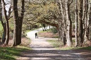 Dorset attractions ready to welcome more Deaf visitors - Moors Valley Country Park